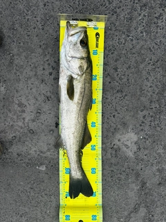 スズキの釣果
