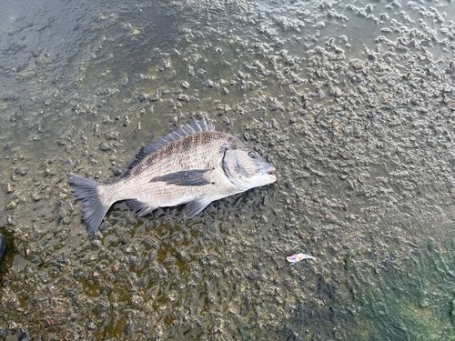 チヌの釣果