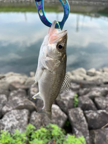 セイゴ（タイリクスズキ）の釣果