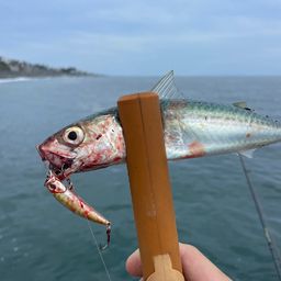 サバ