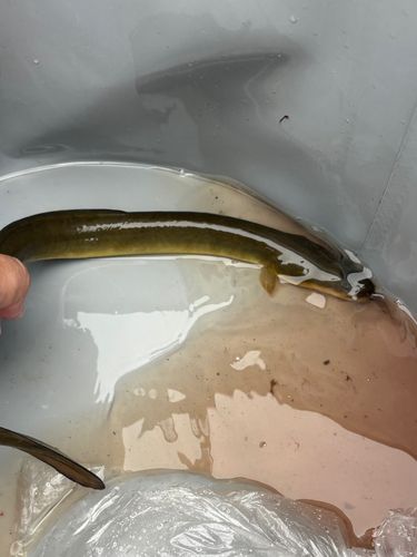 ウナギの釣果