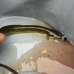 ウナギ