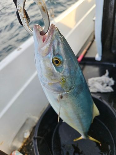 土佐湾