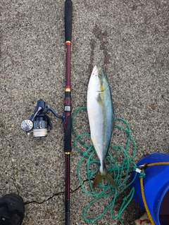 ハマチの釣果