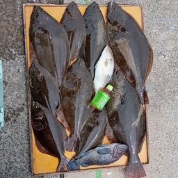 ヒラメ