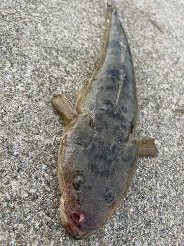 マゴチの釣果
