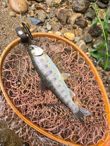 アマゴの釣果