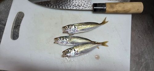 アジの釣果