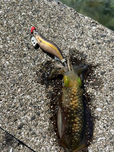 アオリイカの釣果