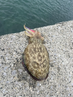 コウイカの釣果