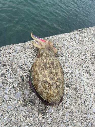 コウイカの釣果