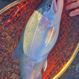 レインボートラウト