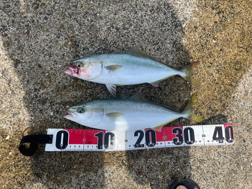 ツバスの釣果