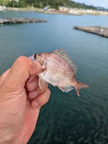 アナハゼの釣果