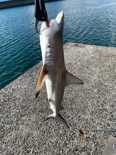 サメの釣果