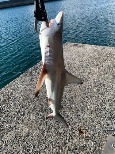 サメの釣果
