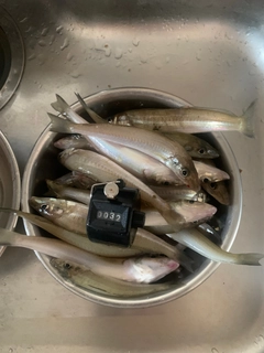 キスの釣果