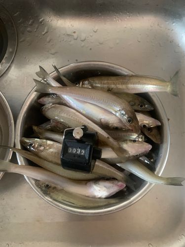 キスの釣果