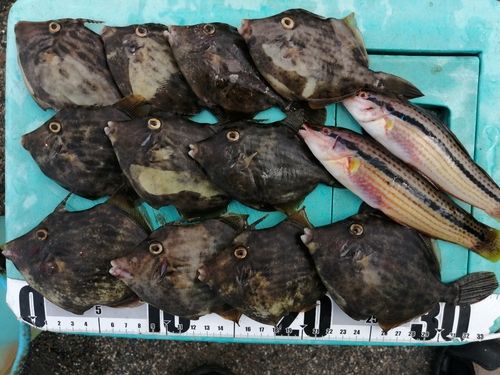 カワハギの釣果