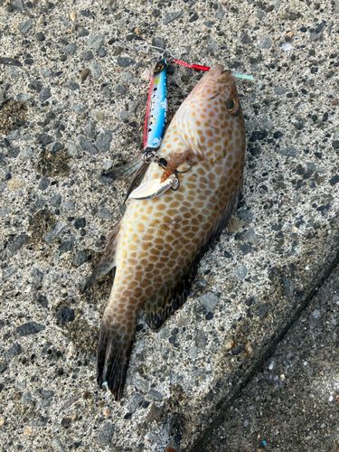 オオモンハタの釣果