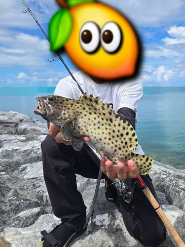 キビレハタの釣果