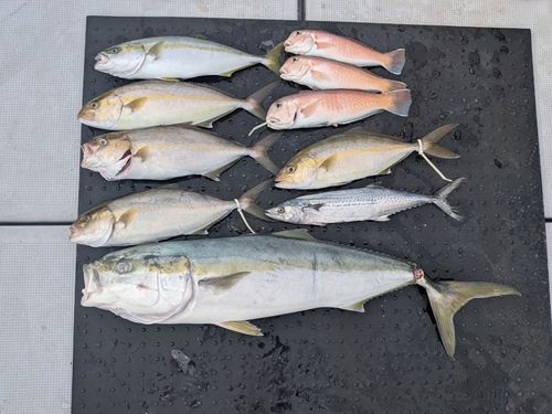 ブリの釣果