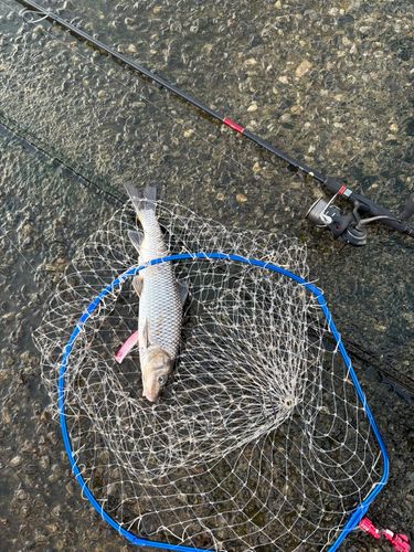 ニゴイの釣果