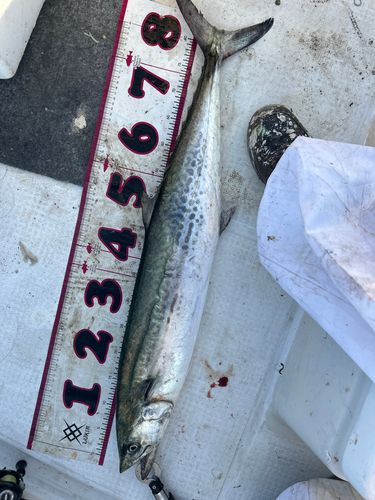 釣果
