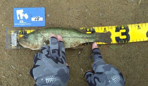 ラージマウスバスの釣果