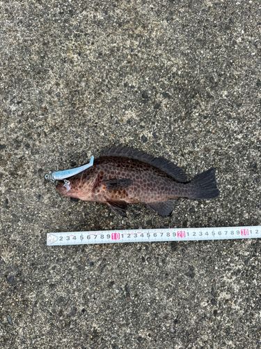 オオモンハタの釣果