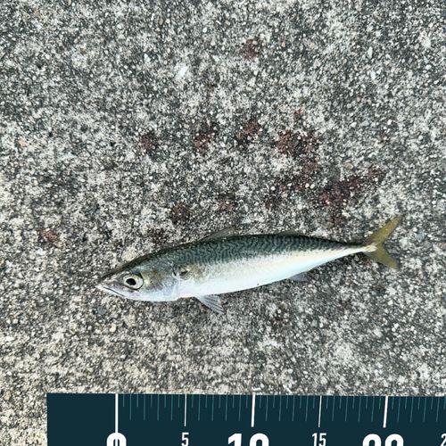 マサバの釣果
