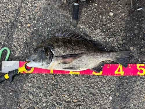 クロダイの釣果