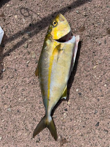 シオの釣果