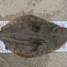ヒラメ