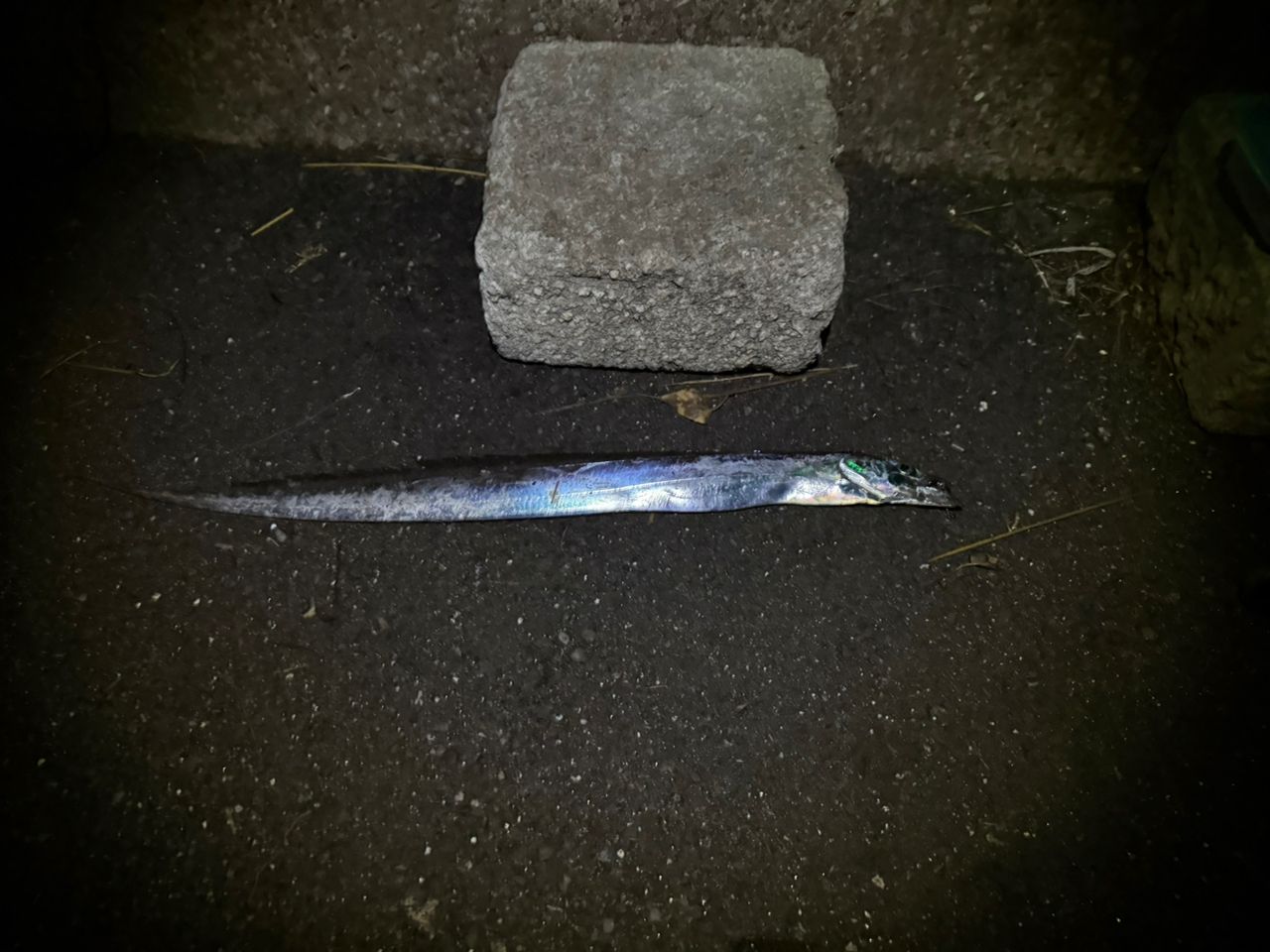 タチウオ