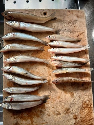 キスの釣果