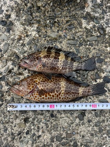 オオモンハタの釣果