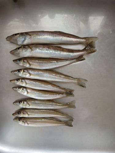 キスの釣果