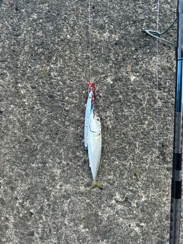 サバの釣果