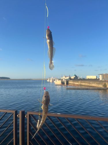 ハゼの釣果