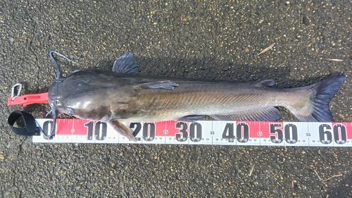 アメリカナマズの釣果