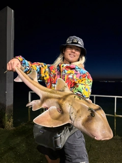 ネコザメの釣果