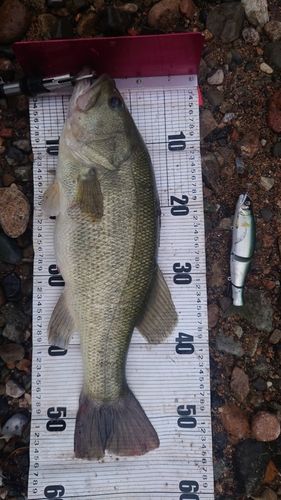 ブラックバスの釣果
