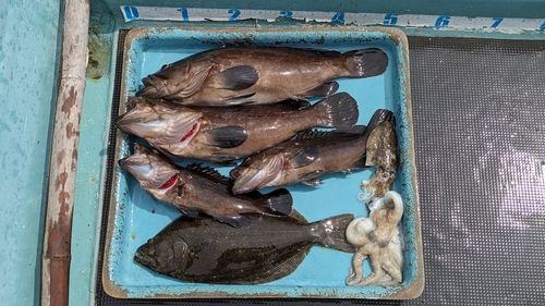 タコの釣果