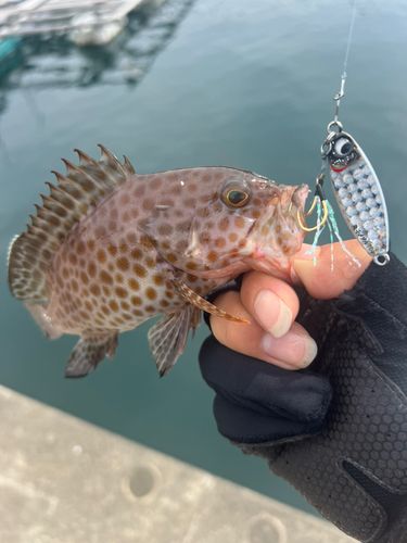オオモンハタの釣果