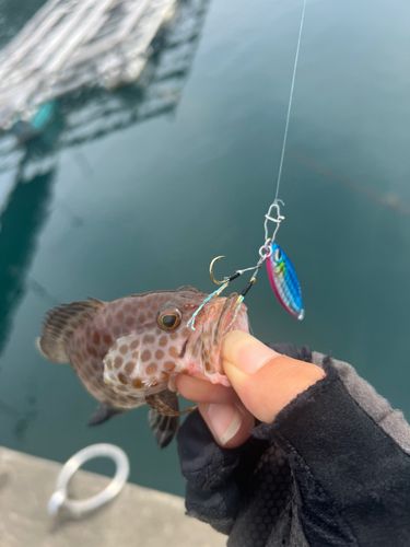 オオモンハタの釣果