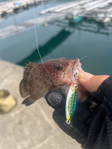 オオモンハタの釣果