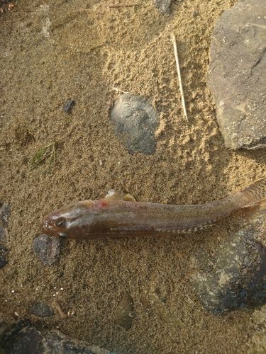 ハゼの釣果