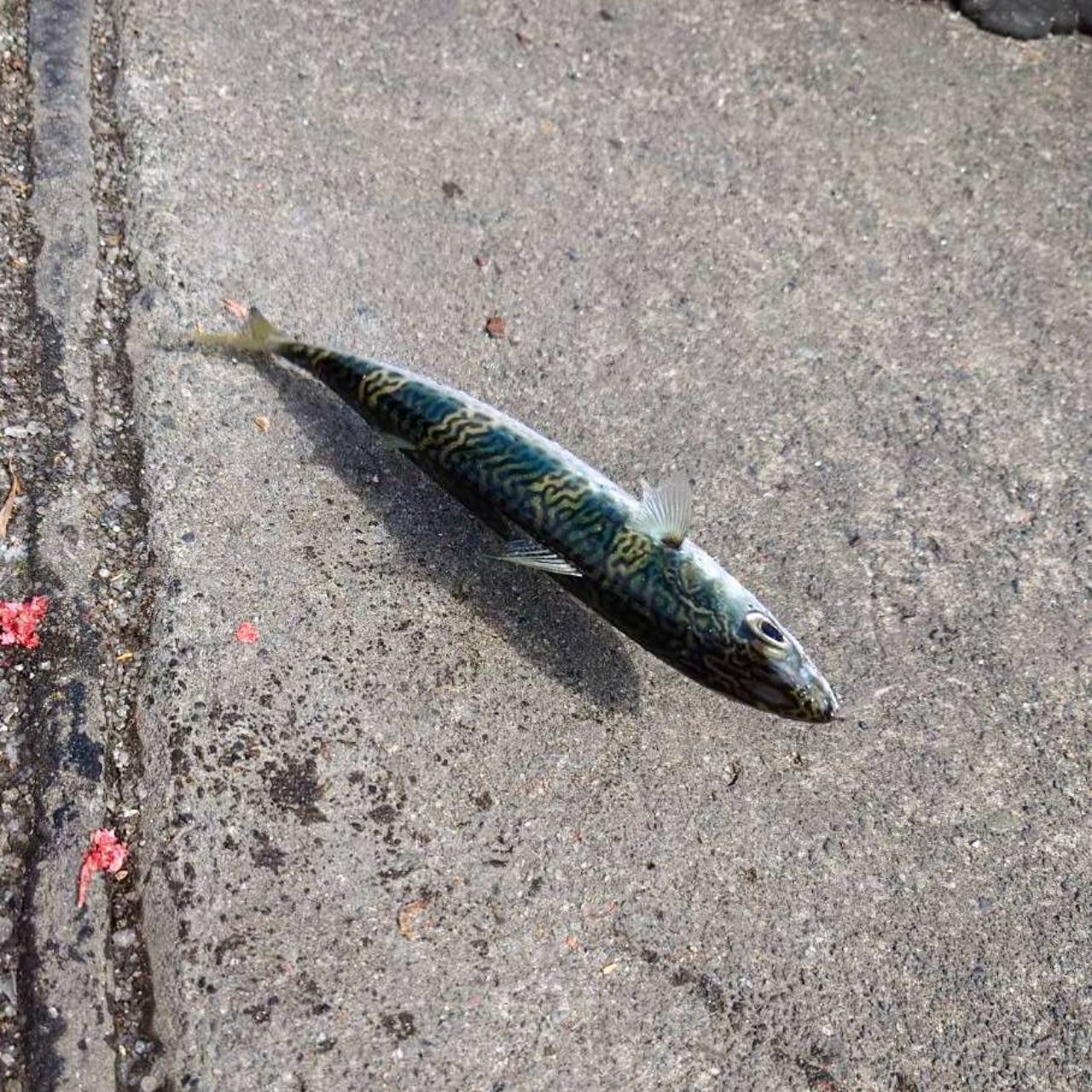 サバ
