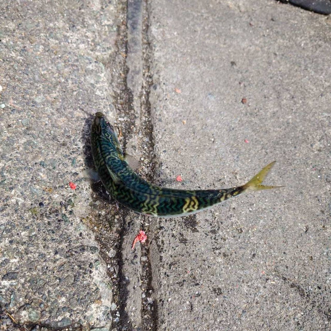 サバ